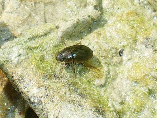 Hydrophilidae